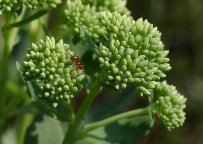 Ant on Sedum