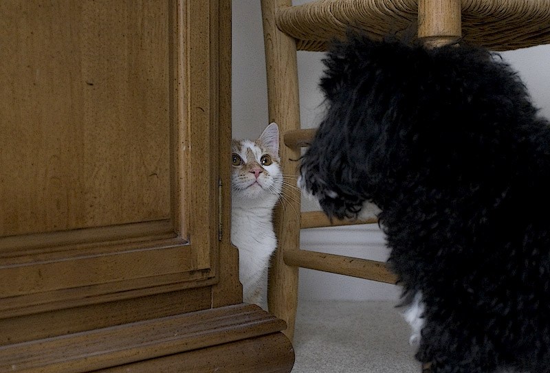 Can I come out?
