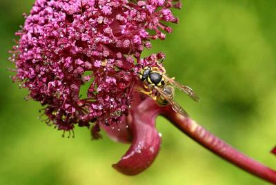 200804d angelica wasp 1.jpg