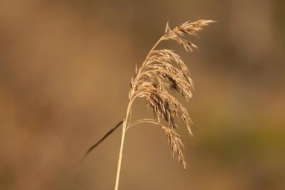 December sunlight