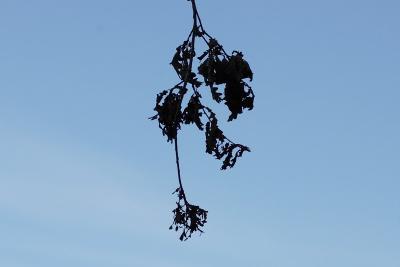 LC4S8230.jpg