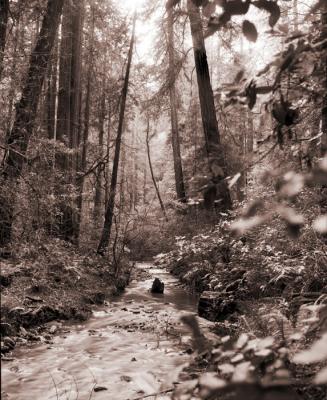 Redwood Creek, Muir Woods