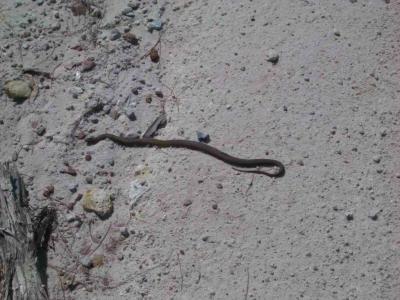 Snake_2004-10-10 049.jpg