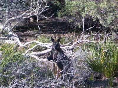 Wallaby_2004-10-10 039.jpg