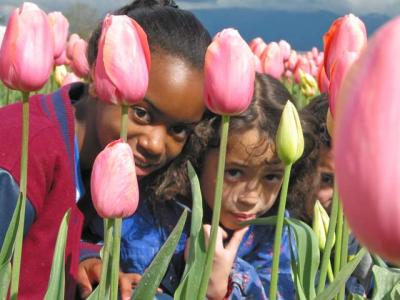 04tulips0041.jpg