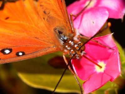 butterfly3.jpg