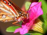 butterfly.jpg