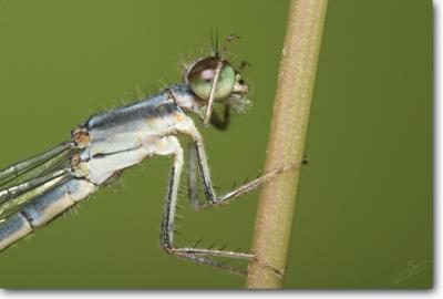 Damsel - eye cleaning