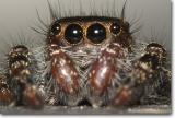 <!-- CRW_9078_crop.jpg -->Daring Jumping Spider