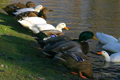 IMG_4668.jpg