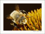 Bee 10
