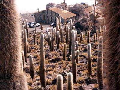 Isla Pescadore Cactuses