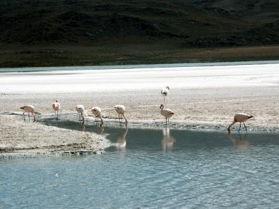 Laguna Hedionda Flamingos