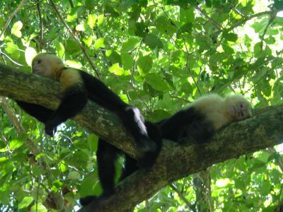 Manuel Antonio NP