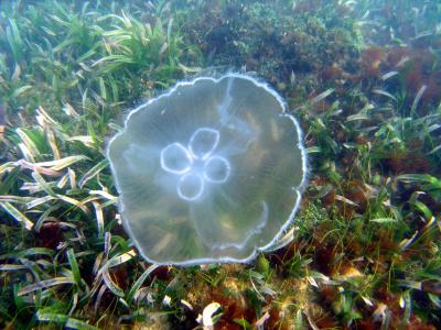 u8/jemski/medium/37514857.JellyFish.jpg