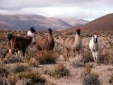 More Lamas