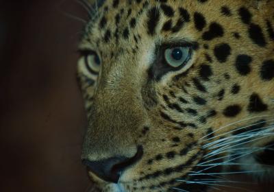 amur eyes