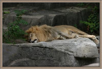 Zoo05.jpg