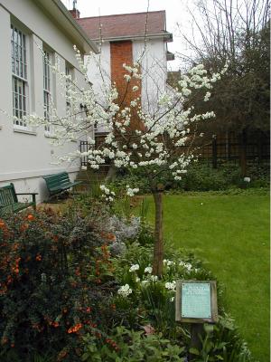 Keats House, Plum Tree - March 19, 2002