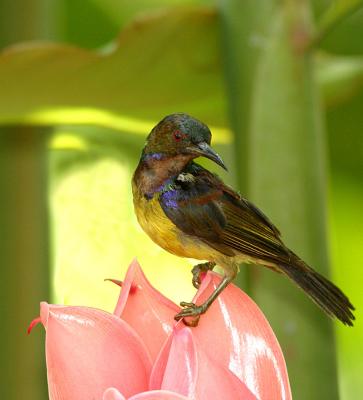 Sunbirds Gallery