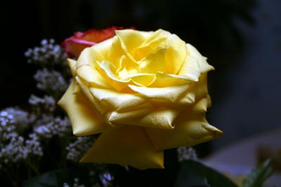 Yellow Rose