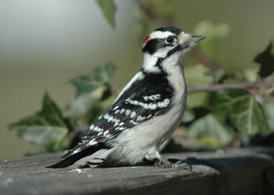 woodpeckers