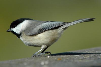 Chickadee