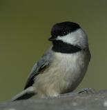 Chickadee