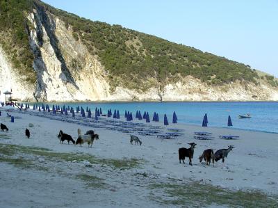 Goats at Porto Katsiki