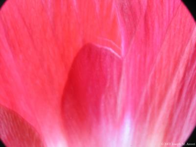 Anemone From Underside