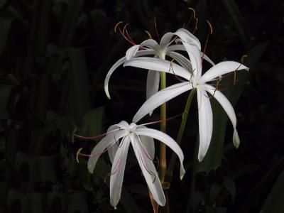 lily