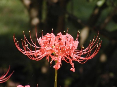 lily2