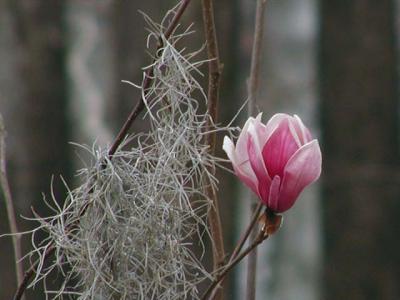 magnolia