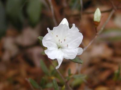 white azalea