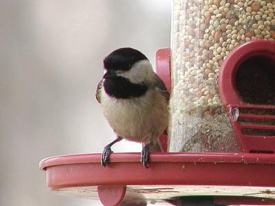 chickadee