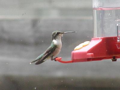 hummer