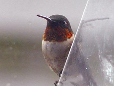 hummer3