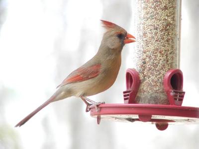 Ms cardinal