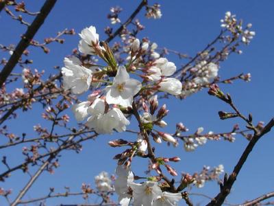 Yoshino Cherry tree blossoms