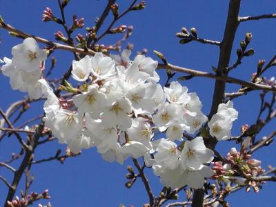 Yoshino Cherry tree blossoms