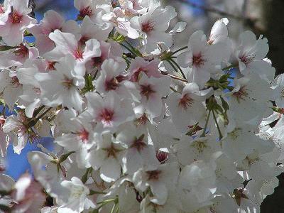 Yoshino Cherry tree blossoms