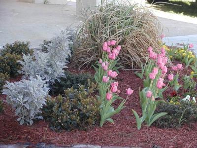 tulips and more