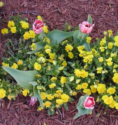 four tulips