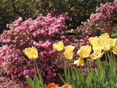 and azaleas