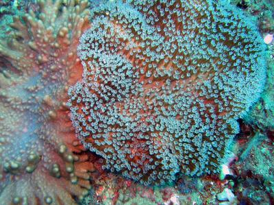 Noosa Underwater