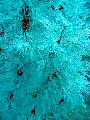 Noosa Underwater