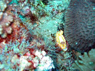 Noosa Underwater