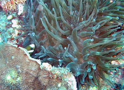 Noosa Underwater