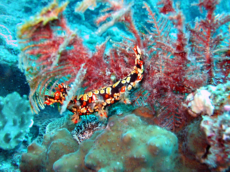 Noosa Underwater