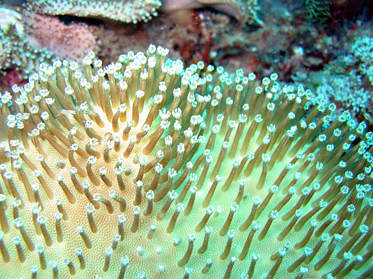 Noosa Underwater